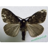 Lymantria monacha (Linnaeus, 1758) male